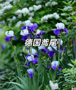 秋冬季能种什么植物 秋冬季能种什么植物