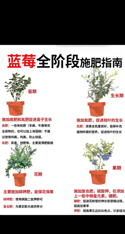 蓝莓自己怎么种植 蓝莓自己怎么种植