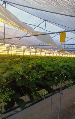 种植大棚怎么降温 种植大棚怎么降温