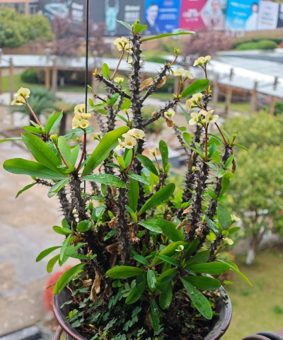 虎刺梅什么时候栽培最好 虎刺梅什么时候栽培最好