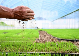 稻谷秧怎么种植 稻谷秧怎么种植