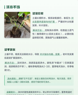 龟背足叶子发黄什么原因 龟背足叶子发黄什么原因