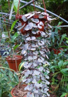 花吊起来的花有哪些 花吊起来的花有哪些