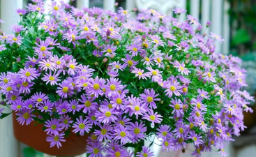 晚春适合种的花有哪些花 晚春适合种的花有哪些花