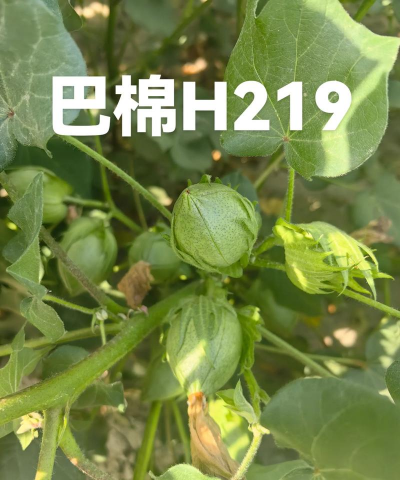 在家棉花怎么种植 在家棉花怎么种植