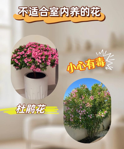 室内花不好养的有哪些花 室内花不好养的有哪些花