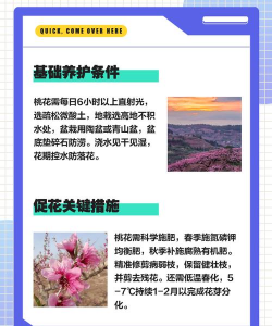 家中桃花怎么种植 家中桃花怎么种植