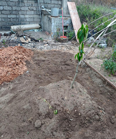 榴莲种植怎么育苗 榴莲种植怎么育苗