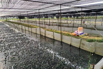 林蛙养殖,掌握技术要点,实现高效生态养殖 林蛙养殖,掌握技术要点,实现高效生态养殖