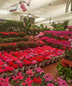 花卉生意进货渠道,一手货源是关键,成本控制有诀窍 花卉生意进货渠道,一手货源是关键,成本控制有诀窍