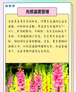 金鱼草的养殖方法和注意事项,轻松上手,花开不断 金鱼草的养殖方法和注意事项,轻松上手,花开不断