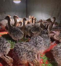 驼鸟养殖技术,掌握关键要点,实现高效养殖 驼鸟养殖技术,掌握关键要点,实现高效养殖