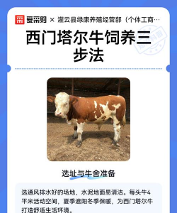 西门塔尔牛养殖基地,选址要点,管理技巧 西门塔尔牛养殖基地,选址要点,管理技巧
