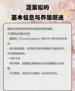 蓬莱松的养殖方法,轻松上手,四季常青 蓬莱松的养殖方法,轻松上手,四季常青