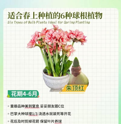 养花先养根,根系健康,花开才旺 养花先养根,根系健康,花开才旺