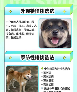 中华田园犬养殖基地,挑选靠谱场所,关注健康保障 中华田园犬养殖基地,挑选靠谱场所,关注健康保障
