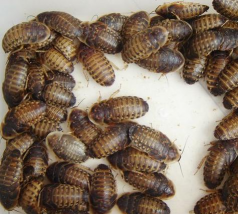 杜比亚养殖,新手入门,常见问题解答 杜比亚养殖,新手入门,常见问题解答