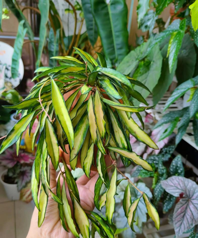 球兰的养殖,轻松上手,花开满枝 球兰的养殖,轻松上手,花开满枝