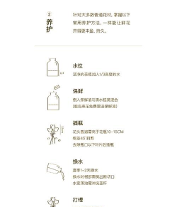 玫瑰花卉,养护技巧,新手也能轻松上手 玫瑰花卉,养护技巧,新手也能轻松上手