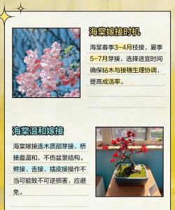嫁接花卉,提升观赏价值,掌握关键技巧 嫁接花卉,提升观赏价值,掌握关键技巧