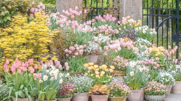 花卉管理,轻松上手,打造美丽花园 花卉管理,轻松上手,打造美丽花园
