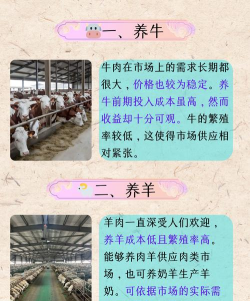 小型养殖什么最赚钱,选对项目,避开风险 小型养殖什么最赚钱,选对项目,避开风险