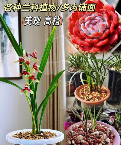 养花碎石,铺底透气,改善土壤 养花碎石,铺底透气,改善土壤