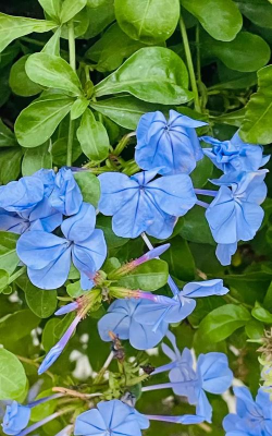 蓝色花卉,花园点缀,营造宁静氛围 蓝色花卉,花园点缀,营造宁静氛围