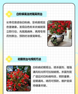 养花药,常见问题,解决方向 养花药,常见问题,解决方向