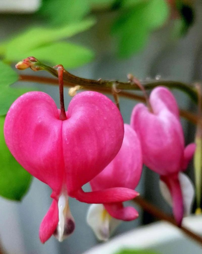 荷包牡丹的养殖方法,轻松掌握技巧,花开更艳丽 荷包牡丹的养殖方法,轻松掌握技巧,花开更艳丽