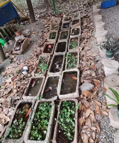 石槽养花,旧物改造,打造独特花园 石槽养花,旧物改造,打造独特花园