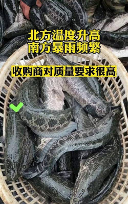 野生黑鱼和养殖黑鱼的区别,肉质口感不同,价格差异明显 野生黑鱼和养殖黑鱼的区别,肉质口感不同,价格差异明显