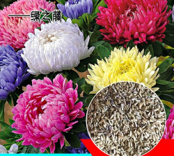 冬天适合种什么花种子 冬天适合种什么花种子