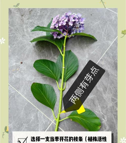 花卉扦插,掌握关键技巧,轻松繁殖新苗 花卉扦插,掌握关键技巧,轻松繁殖新苗