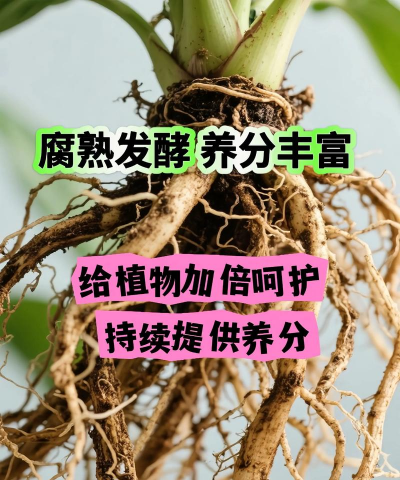 鸡粪能养花吗,肥力如何,使用注意什么 鸡粪能养花吗,肥力如何,使用注意什么