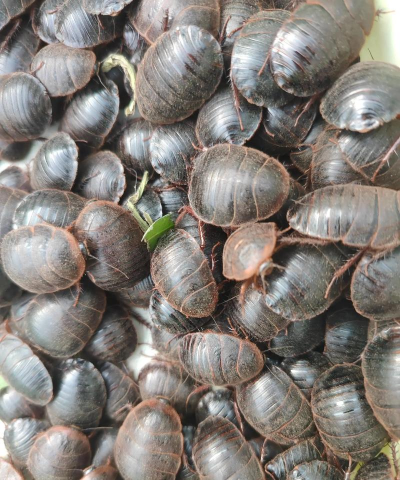 土元养殖前景利润如何,市场空间大,投入产出比分析 土元养殖前景利润如何,市场空间大,投入产出比分析