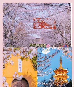 南京花卉,选购指南,养护技巧 南京花卉,选购指南,养护技巧