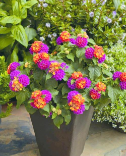 耐热花卉,轻松度夏,打造清凉花园 耐热花卉,轻松度夏,打造清凉花园