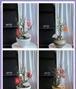 春节花卉,增添节日氛围,挑选养护指南 春节花卉,增添节日氛围,挑选养护指南