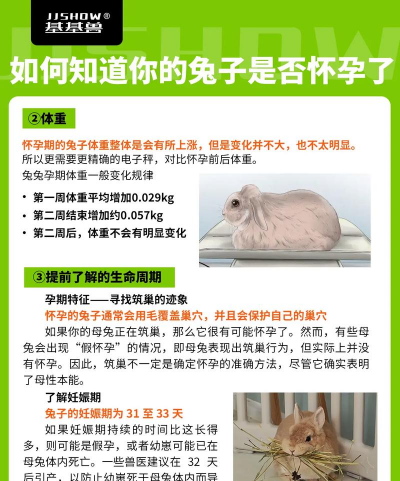 兔怎么养殖,新手入门指南,常见问题解答 兔怎么养殖,新手入门指南,常见问题解答