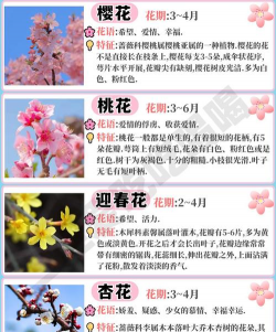 花卉品种大全,新手入门指南,常见问题解答 花卉品种大全,新手入门指南,常见问题解答