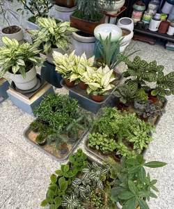 绿植花卉店,挑选合适植物,打造舒适家居 绿植花卉店,挑选合适植物,打造舒适家居