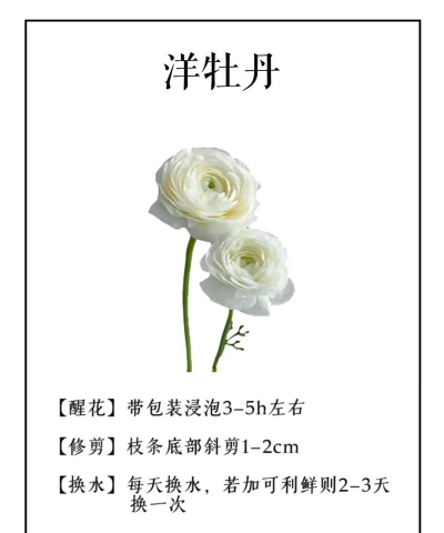 进口花卉,选购要点,养护技巧 进口花卉,选购要点,养护技巧