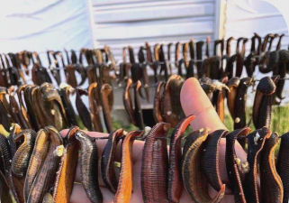 马黄养殖,掌握关键技巧,实现高效产出 马黄养殖,掌握关键技巧,实现高效产出