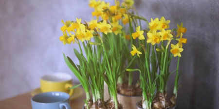 河沙能养花吗,了解适用场景,掌握正确用法 河沙能养花吗,了解适用场景,掌握正确用法