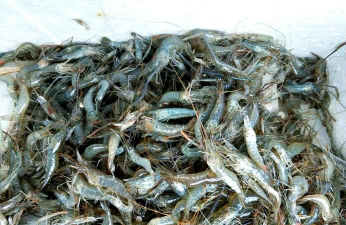 青虾养殖技术,掌握关键要点,实现高效养殖 青虾养殖技术,掌握关键要点,实现高效养殖