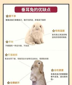 附近兔子养殖场,养殖技巧分享,新手入门指南 附近兔子养殖场,养殖技巧分享,新手入门指南