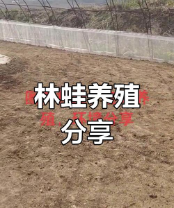 林蛙养殖技术,掌握关键步骤,实现高效养殖 林蛙养殖技术,掌握关键步骤,实现高效养殖