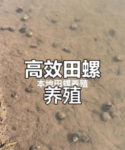 田螺怎么养殖,掌握关键技巧,实现稳定增收 田螺怎么养殖,掌握关键技巧,实现稳定增收