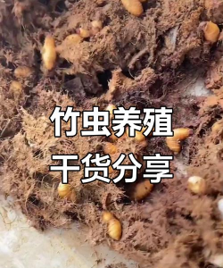 竹虫怎么养殖,掌握关键技巧,实现稳定增收 竹虫怎么养殖,掌握关键技巧,实现稳定增收